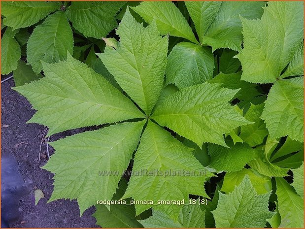 Rodgersia pinnata &#39;Smaragd&#39; | Schout-bij-nacht, Kijkblad | Fiederblättriges Schaublatt