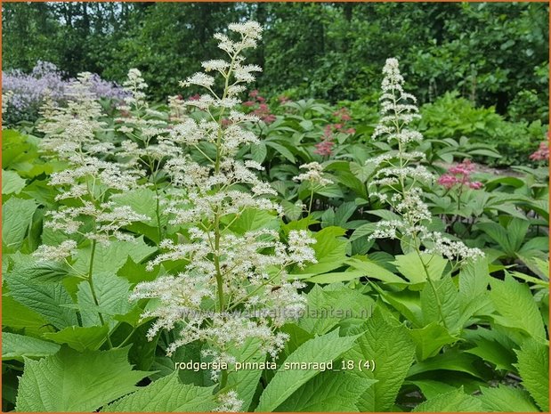 Rodgersia pinnata &#39;Smaragd&#39; | Schout-bij-nacht, Kijkblad | Fiederblättriges Schaublatt