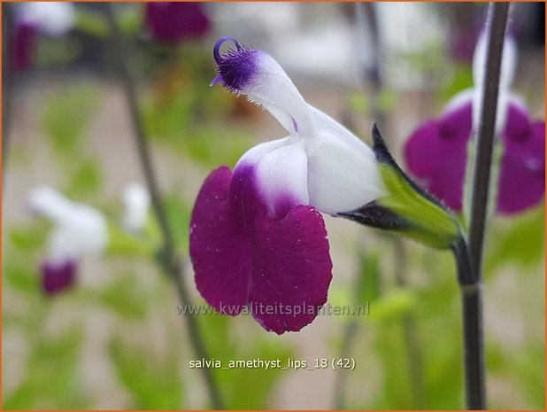 Salvia greggii &#39;Amethyst Lips&#39; | Herfstsalie, Salie, Salvia | Herbst-Strauch-Salbei