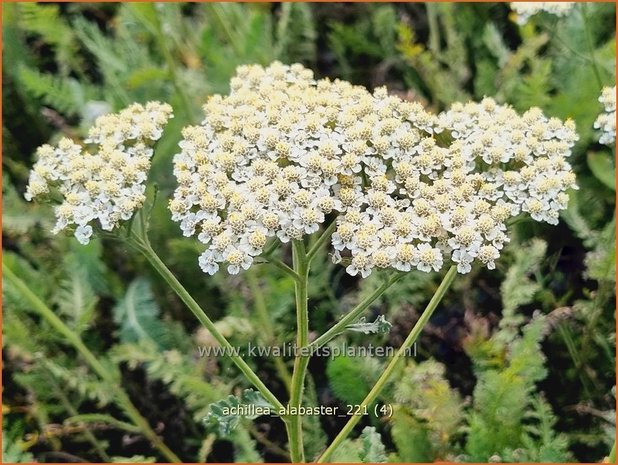 Achillea 'Alabaster' | Duizendblad | Garbe