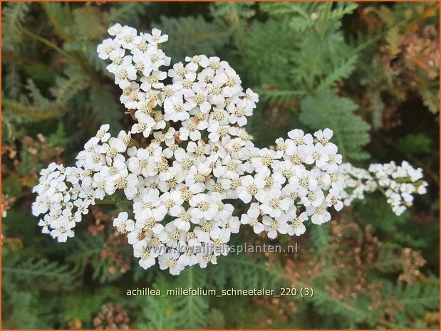 Achillea millefolium &#39;Schneetaler&#39; | Duizendblad | Gewöhnliche Schafgarbe