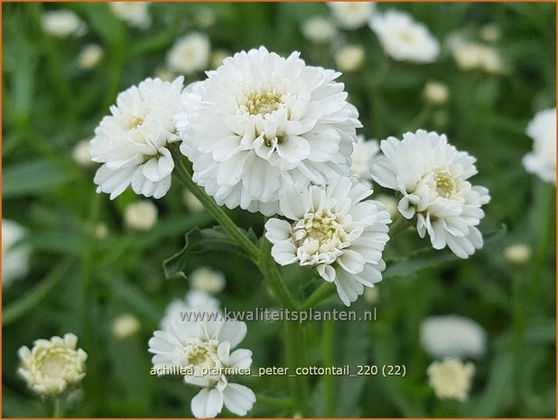 Achillea ptarmica 'Peter Cottontail' | Hemdsknoopjes, Bertram, Duizendblad | Bertrams-Garbe