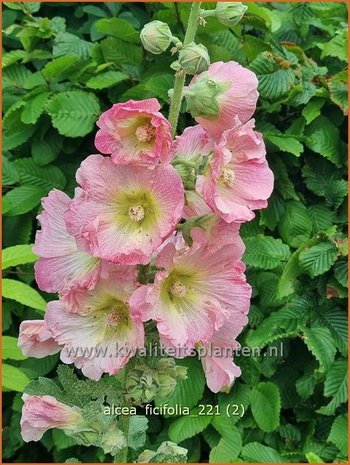 Alcea ficifolia | Vijgenbladstokroos, Stokroos | Feigenblättrige Stockrose