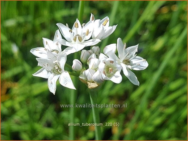 Allium tuberosum | Knoflookbieslook, Chinese bieslook, Look, Sierui | Schnittknoblauch