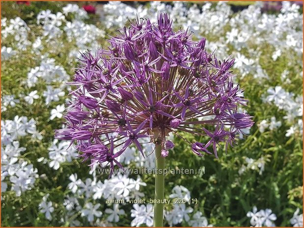 Allium &#39;Violet Beauty&#39; | Sierui, Look | Lauch