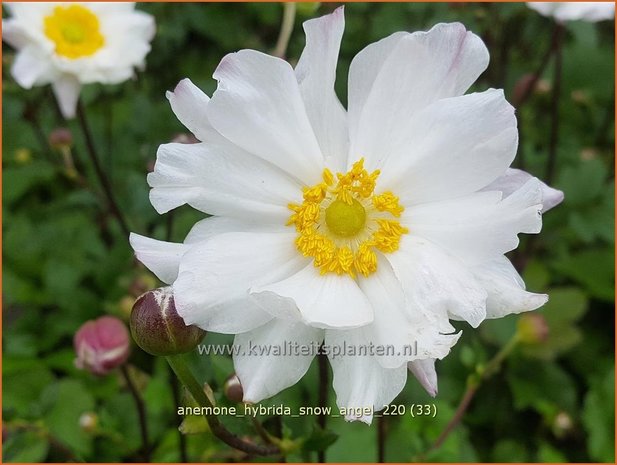 Anemone hybrida &#39;Snow Angel&#39; | Herfstanemoon, Japanse anemoon, Anemoon | Herbstanemone