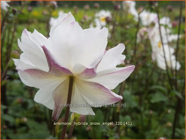 Anemone hybrida &#39;Snow Angel&#39; | Herfstanemoon, Japanse anemoon, Anemoon | Herbstanemone