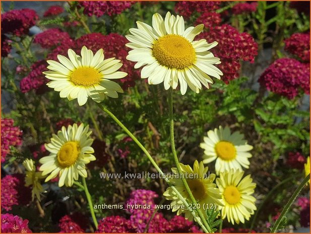 Anthemis hybrida &#39;Wargrave&#39; | Gele kamille, Verfkamille, Kamille | Färberkamille