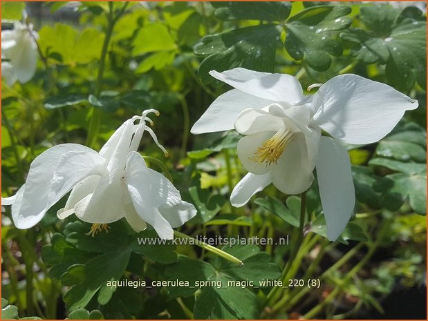 Aquilegia caerulea &#39;Spring Magic White&#39; | Akelei | Langspornige Akelei