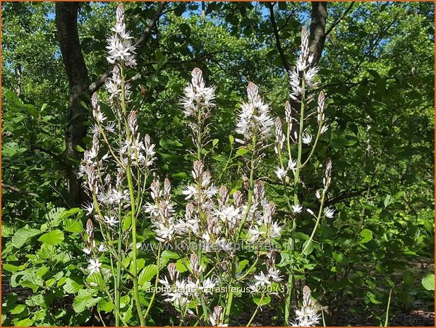 Asphodelus cerasiferus | Affodil | Affodill