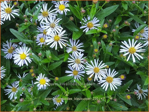 Aster ageratoides &#39;Blaukuppel&#39; | Japanse dwergaster, Aster | Ageratum-ähnliche Aster