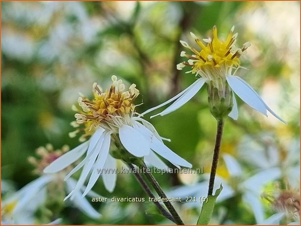 Aster divaricatus &#39;Tradescant&#39; | Sneeuwsteraster, Bosaster, Aster | Waldaster