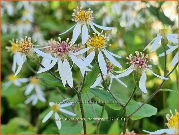 Aster divaricatus &#39;Tradescant&#39; | Sneeuwsteraster, Bosaster, Aster | Waldaster