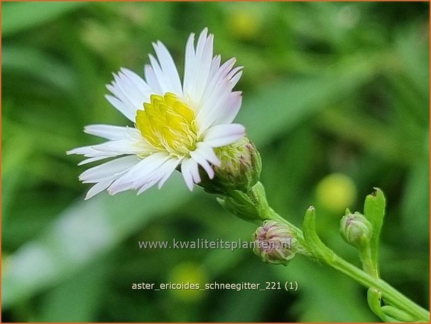 Aster ericoides &#39;Schneegitter&#39; | Heideaster, Sluieraster, Aster | Heide-Aster