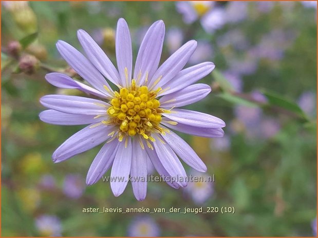 Aster laevis &#39;Anneke van der Jeugd&#39; | Gladde aster, Aster | Glatte Aster