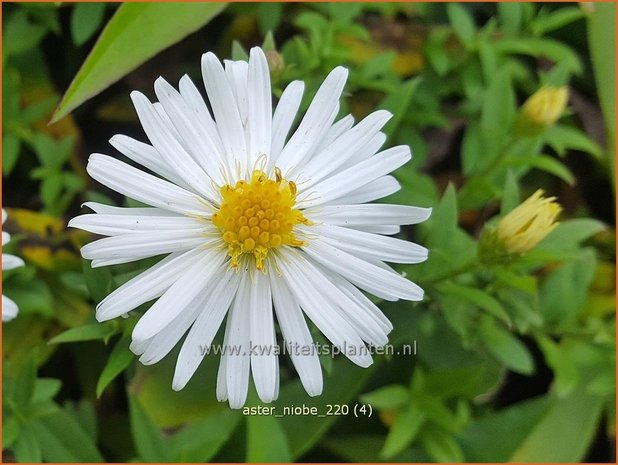 Aster 'Niobe' | Aster | Aster