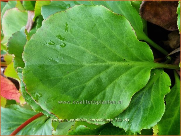 Bergenia cordifolia &#39;Herbstblüte&#39; | Schoenlappersplant, Olifantsoor | Altai-Bergenieq