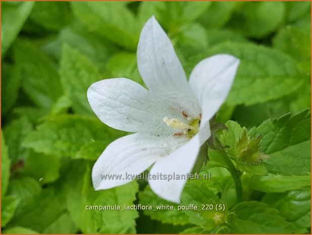 Campanula lactiflora &#39;White Pouffe&#39; | Klokjesbloem | Dolden-Glockenblume