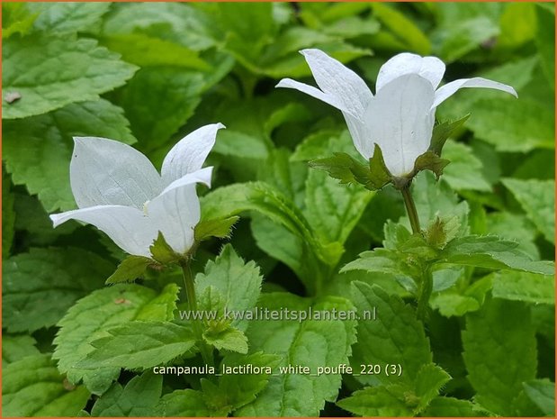 Campanula lactiflora &#39;White Pouffe&#39; | Klokjesbloem | Dolden-Glockenblume