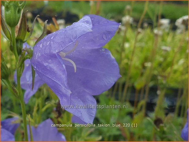 Campanula persicifolia 'Takion Blue' | Perzikbladklokje, Prachtklokje, Klokjesbloem | Pfirsichblättrige Glocke