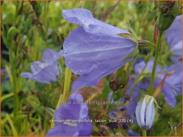 Campanula persicifolia 'Takion Blue' | Perzikbladklokje, Prachtklokje, Klokjesbloem | Pfirsichblättrige Glocke