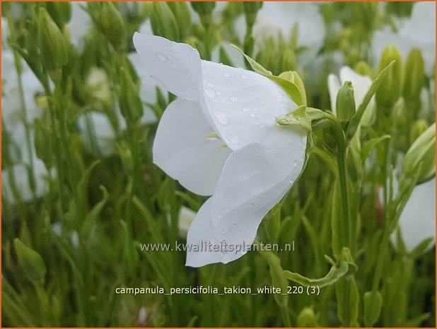 Campanula persicifolia &#39;Takion White&#39; | Perzikbladklokje, Prachtklokje, Klokjesbloem | Pfirsichblättrige Glock