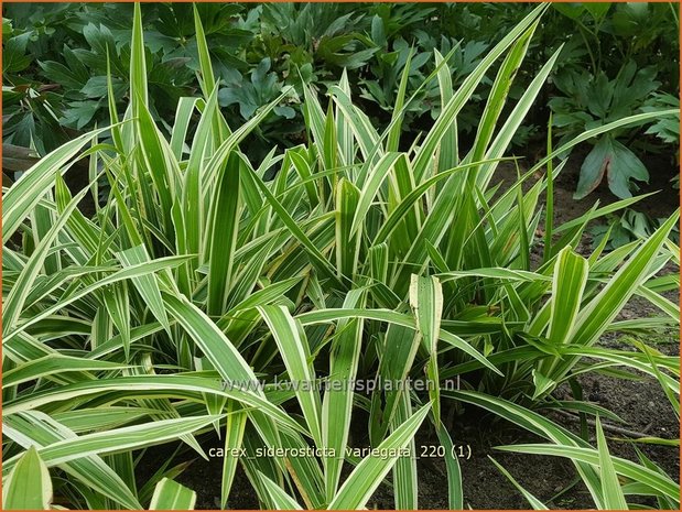 Carex siderosticta &#39;Variegata&#39; | Breedbladzegge, Zegge | Bunte Breitblatt-Segge