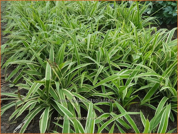 Carex siderosticta &#39;Variegata&#39; | Breedbladzegge, Zegge | Bunte Breitblatt-Segge