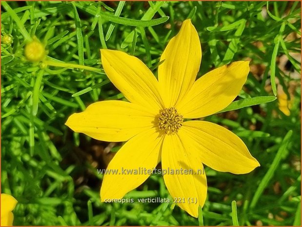 Coreopsis verticillata | Meisjesogen | Quirlblättriges Mädchenauge