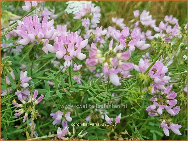 Coronilla varia | Bont kroonkruid, Kroonkruid | Beilwicke