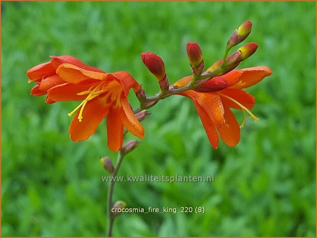 Crocosmia 'Fire King' | Montbretia | Montbretie