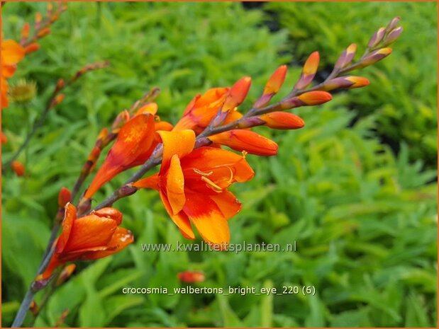 Crocosmia &#39;Walbertons Bright Eye&#39; | Montbretia | Montbretie