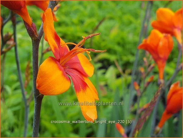 Crocosmia &#39;Walbertons Bright Eye&#39; | Montbretia | Montbretie