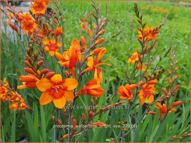 Crocosmia &#39;Walbertons Bright Eye&#39; | Montbretia | Montbretie