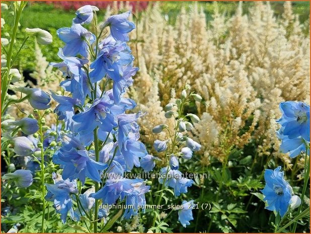 Delphinium &#39;Summer Skies&#39; | Ridderspoor | Rittersporn