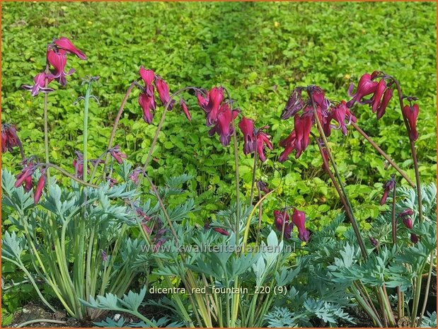 Dicentra &#39;Red Fountain&#39; | Gebroken hartje, Tranend hartje | Herzblume