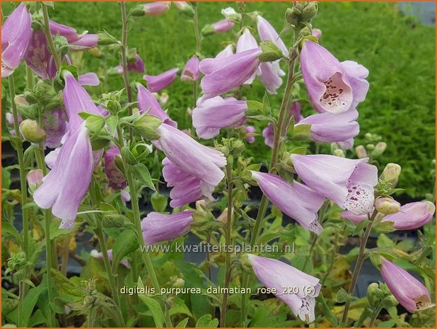 Digitalis purpurea &#39;Dalmatian Rose&#39; | Vingerhoedskruid | Roter Fingerhut