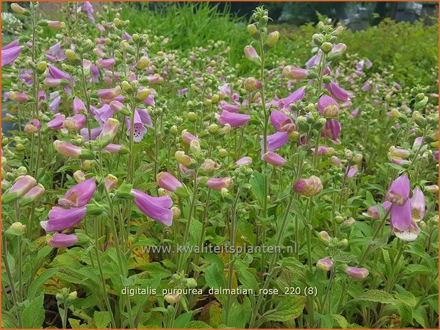 Digitalis purpurea &#39;Dalmatian Rose&#39; | Vingerhoedskruid | Roter Fingerhut