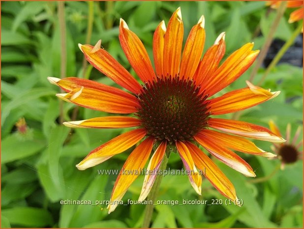 Echinacea purpurea &#39;Fountain Orange Bicolour&#39; | Rode zonnehoed, Zonnehoed | Roter Sonnenhut