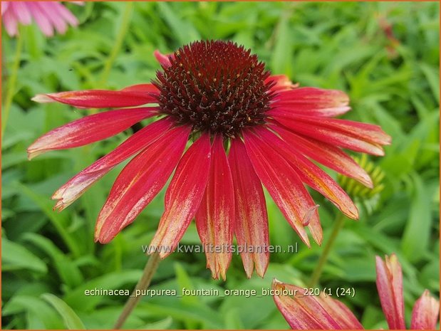 Echinacea purpurea &#39;Fountain Orange Bicolour&#39; | Rode zonnehoed, Zonnehoed | Roter Sonnenhut