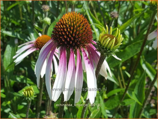 Echinacea purpurea &#39;JS Engeltje&#39; | Rode zonnehoed, Zonnehoed | Roter Sonnenhut