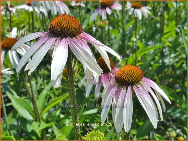 Echinacea purpurea &#39;JS Engeltje&#39; | Rode zonnehoed, Zonnehoed | Roter Sonnenhut