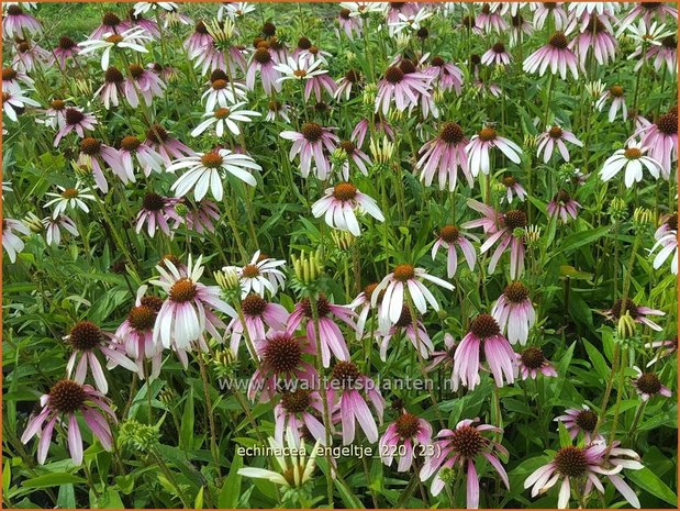 Echinacea purpurea &#39;JS Engeltje&#39; | Rode zonnehoed, Zonnehoed | Roter Sonnenhut