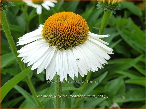 Echinacea purpurea &#39;Meditation White&#39; | Rode zonnehoed, Zonnehoed | Roter Sonnenhut