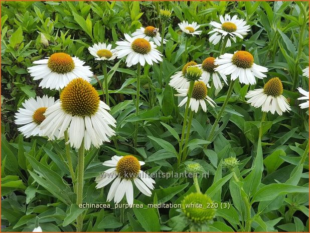 Echinacea purpurea &#39;Meditation White&#39; | Rode zonnehoed, Zonnehoed | Roter Sonnenhut