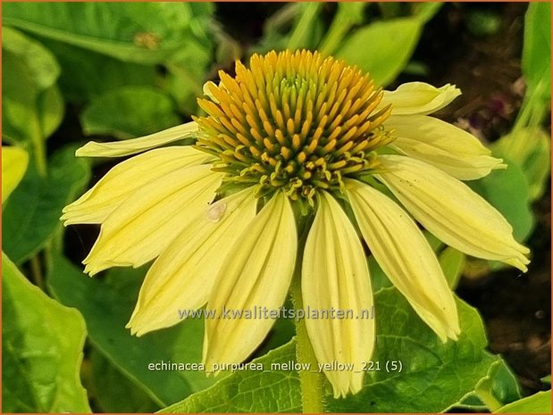 Echinacea purpurea &#39;Mellow Yellow&#39; | Rode zonnehoed, Zonnehoed | Roter Sonnenhut