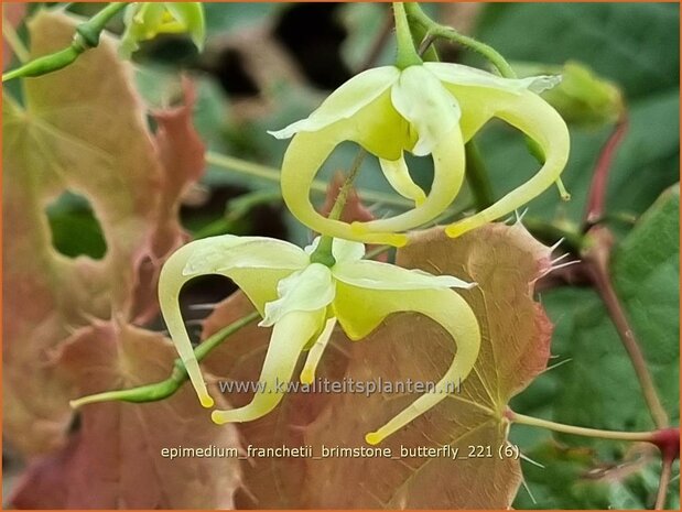 Epimedium franchetii &#39;Brimstone Butterfly&#39; | Elfenbloem | Elfenblume