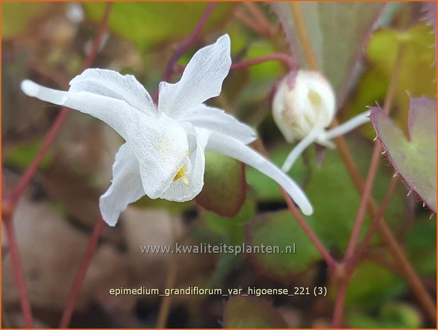 Epimedium grandiflorum var. higoense | Elfenbloem | Großblütige Elfenblume