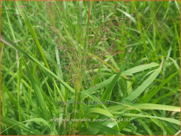 Eragrostis spectabilis &#39;Purpurflirren&#39; | Liefdesgras | Purpur-Liebesgras