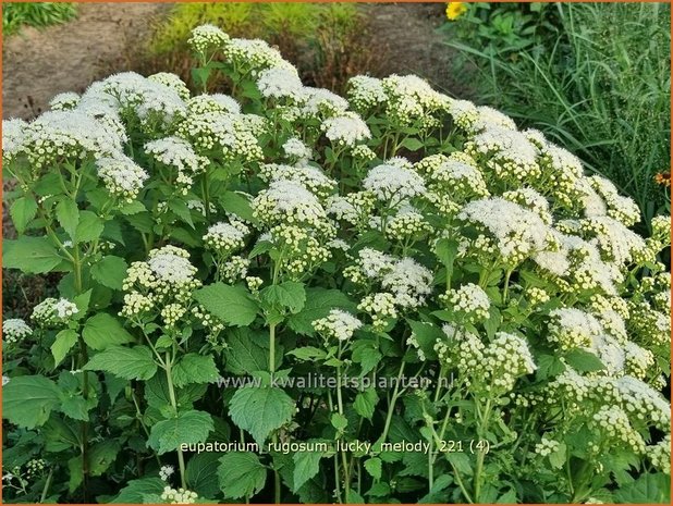 Eupatorium rugosum &#39;Lucky Melody&#39; | Koninginnekruid, Leverkruid | Braunblättriger Wasserdost